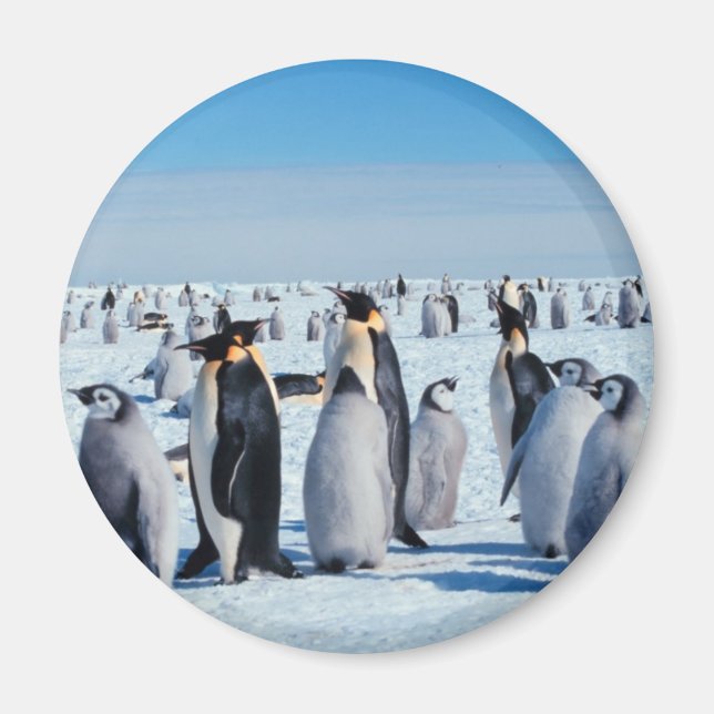 Penguin Gathering Magnet (Front)