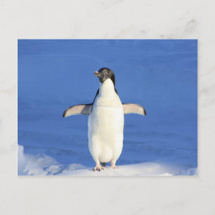penguin happy dance hug postcard