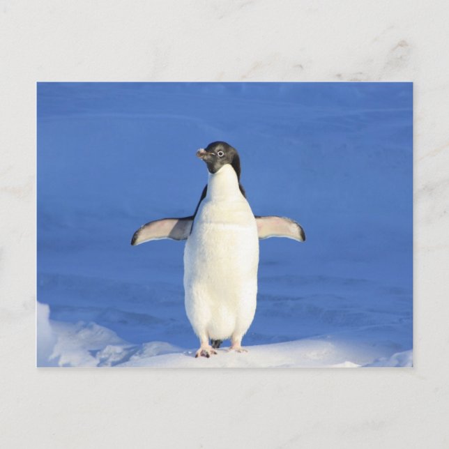 penguin happy dance hug postcard (Front)