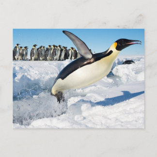 Penguin in Antarctica Jumping Out of the Water Postcard