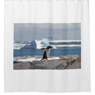 Penguin in front of an ice arch