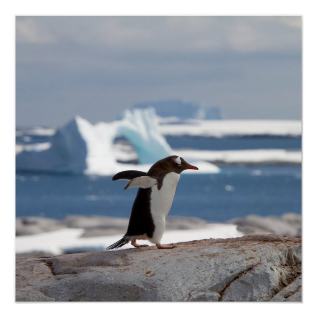 Penguin in front of an ice arch poster (Front)