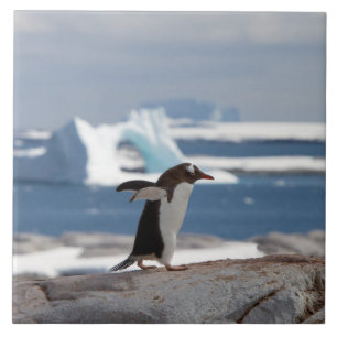 Penguin in front of an ice arch tile