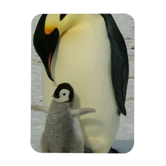 Penguin Looking at Chick Magnet (Vertical)