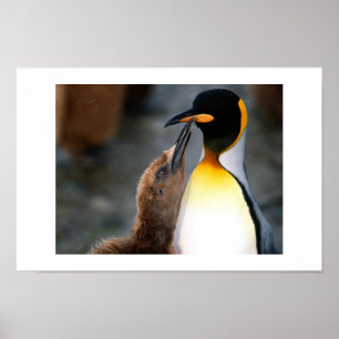 penguin, lovely poster