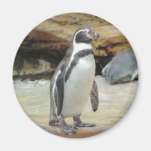 Penguin Magnet