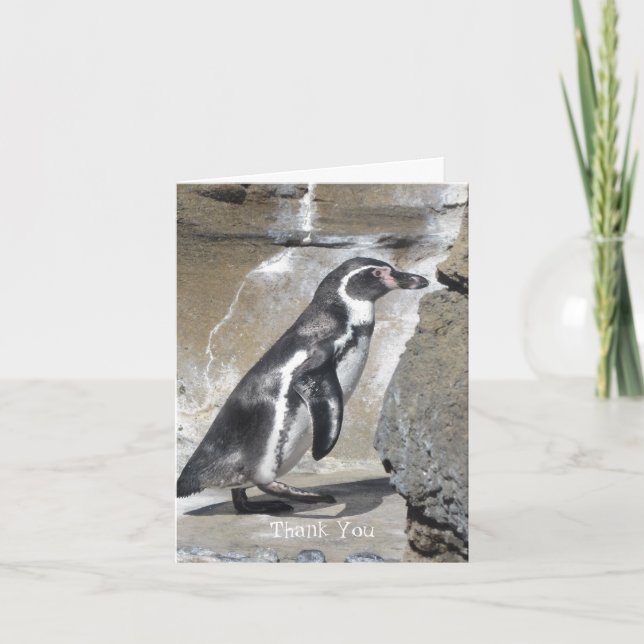 Penguin Merci (Devant)