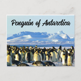 Penguin of Antarctica Postcard