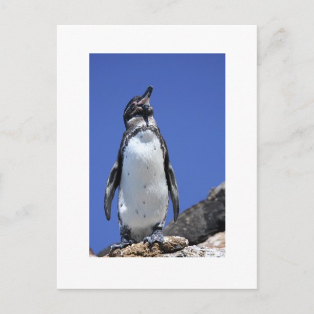 Penguin on Blue Postcard (Front)
