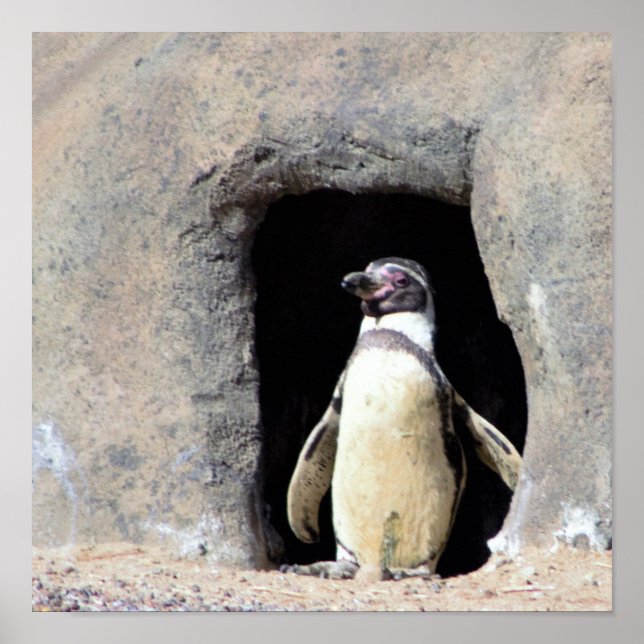 Penguin Photo Poster (Front)