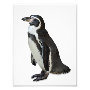 Penguin Photo Print