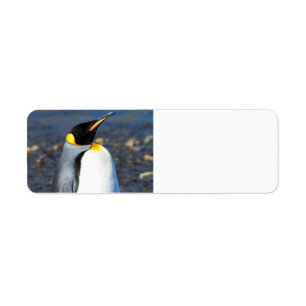 Penguin Portrait