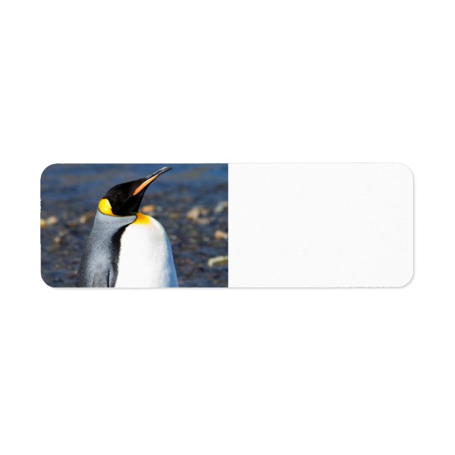 Penguin Portrait (Front)