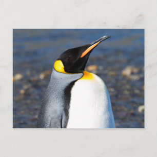 Penguin Portrait Postcard