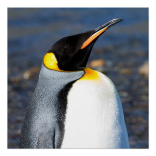 Penguin Portrait Poster