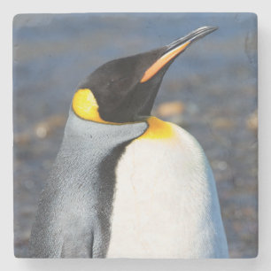 Penguin Portrait Stone Coaster