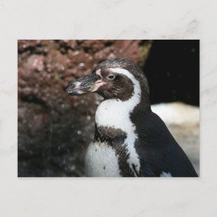 Penguin Postcard