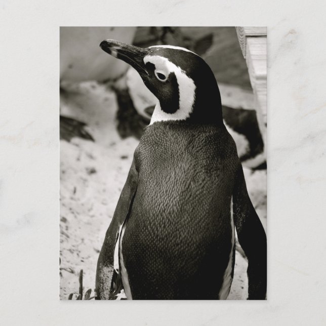 Penguin Postcard (Front)