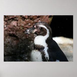 Penguin Poster
