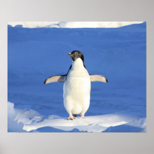 Penguin Show Off Poster