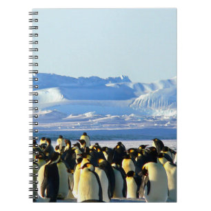 Penguin spiral notebook