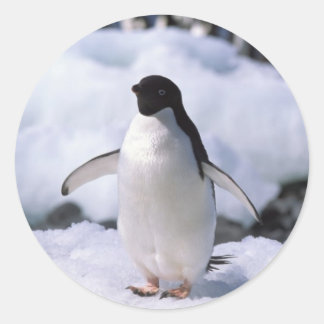 Penguin Sticker