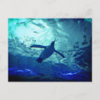 Penguin Swimming Postcard