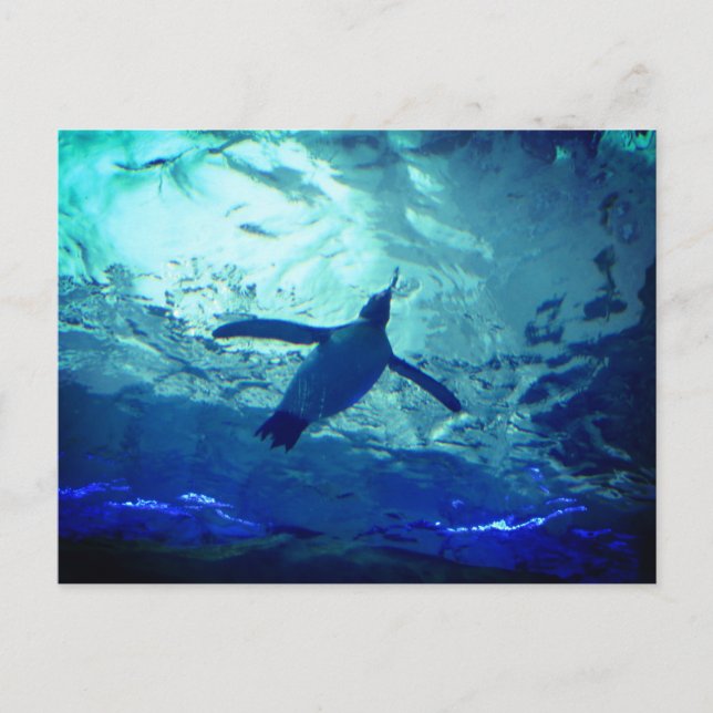 Penguin Swimming Postcard (Front)