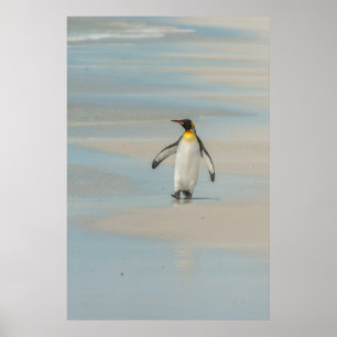 Penguin walking on the beach poster