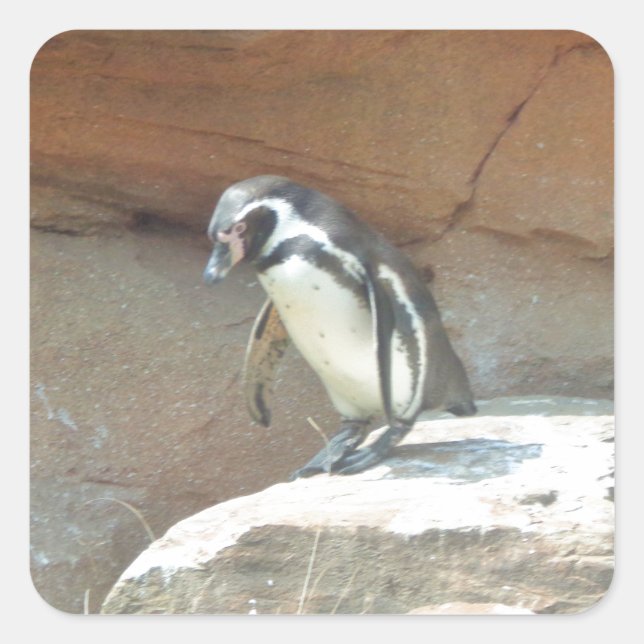 Penguin, Wildlife, Animal, Wild Bird, Zoo, Summer Square Sticker (Front)