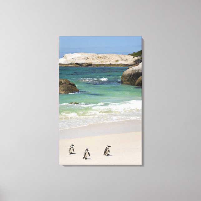 Penguins at Boulders Beach, Simons Town, South 2 Canvas Print (Front)