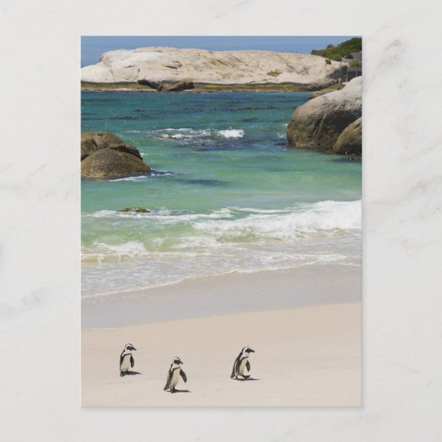 Penguins at Boulders Beach, Simons Town, South 2 Postcard (Front)