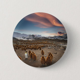 Penguins at Sunset 2 Inch Round Button
