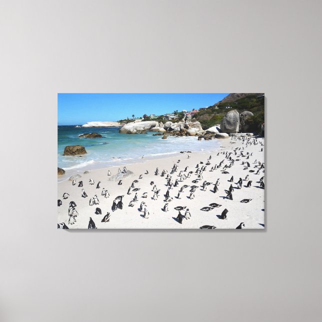Penguins Boulders Beach | South Africa Canvas Print (Front)