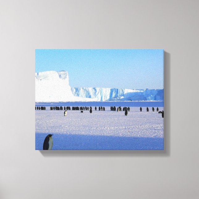 Penguins Canvas Print (Front)