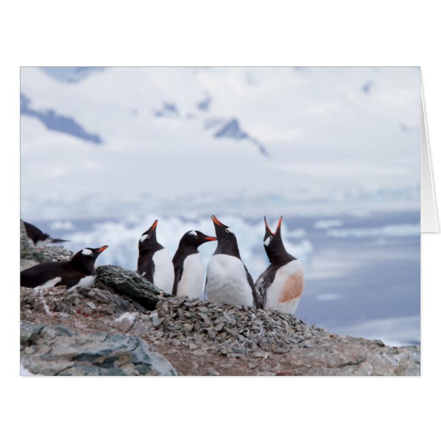 Penguins in Antarctica (Front Horizontal)
