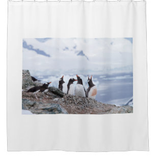 Penguins in Antarctica