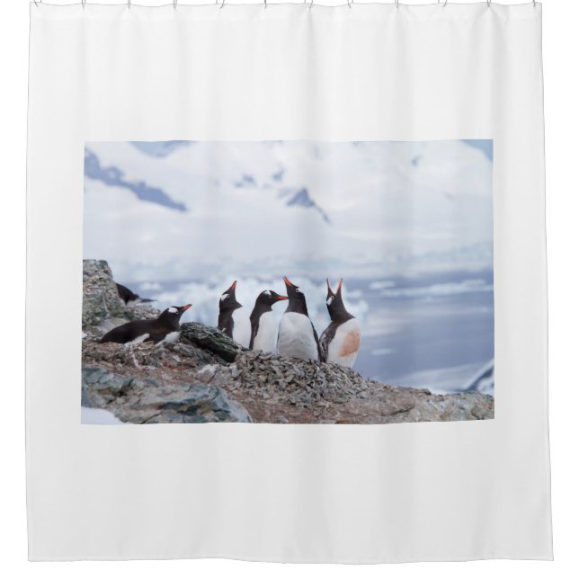 Penguins in Antarctica (Front)