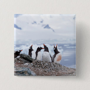Penguins in Antarctica 2 Inch Square Button