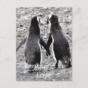 Penguins in Love Postcard