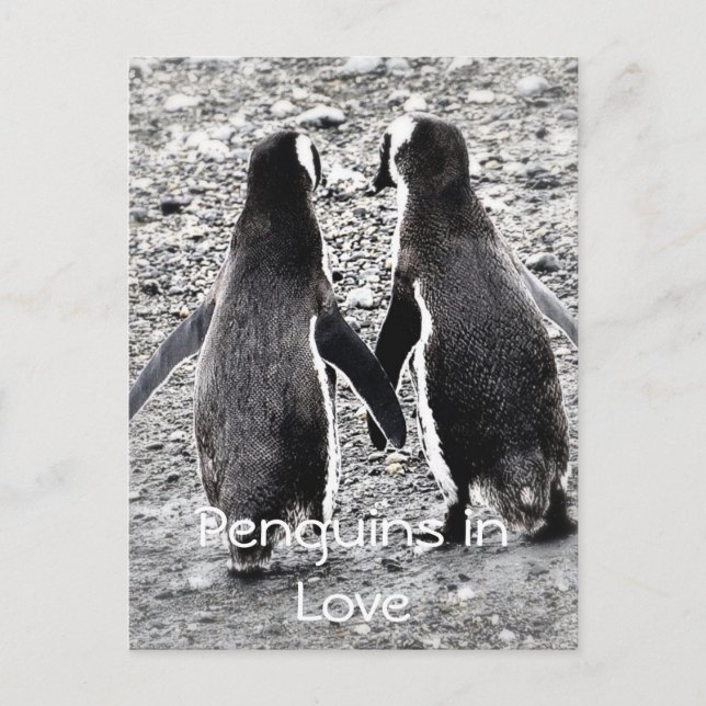 Penguins in Love Postcard (Front)