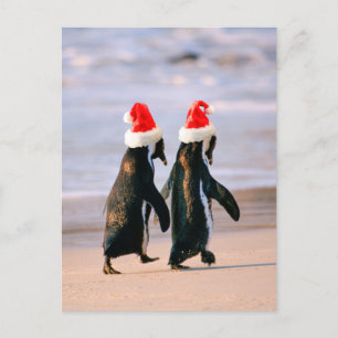 Penguins in Santa Hats on the Beach Holiday Postcard