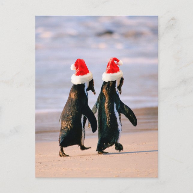 Penguins in Santa Hats on the Beach Holiday Postcard (Front)
