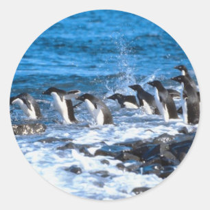 Penguins Leaping Classic Round Sticker