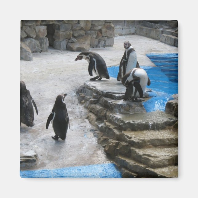 Penguins Magnet (Front)
