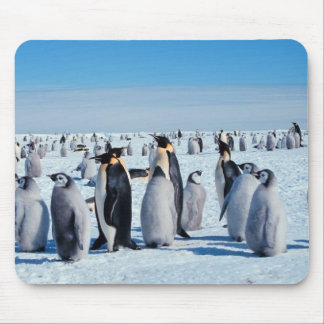 penguins mouse pad