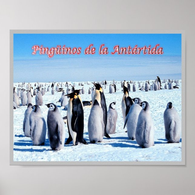 Penguins of Antarctica - Poster (Front)
