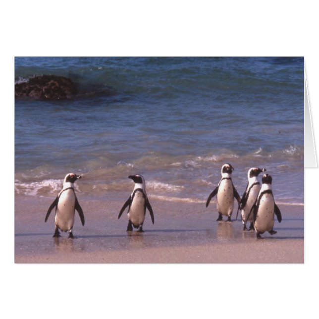Penguins on the beach Card (Front Horizontal)