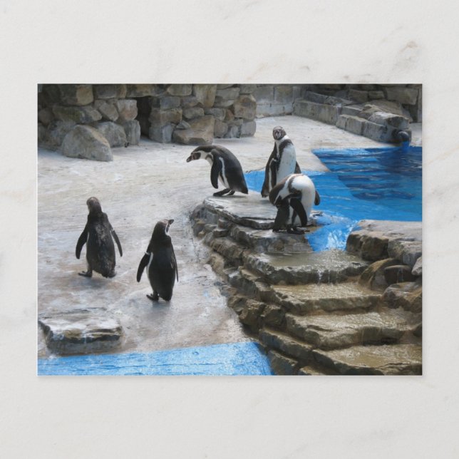 Penguins Postcard (Front)