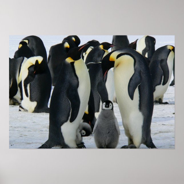 Penguins Poster (Front)